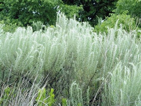 Artemisia Filifolia Alchetron The Free Social Encyclopedia