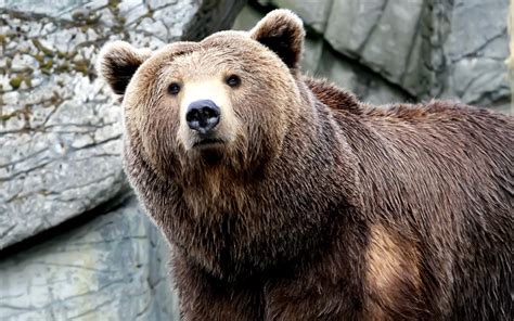 Bears Interesting And Amazing All Facts Animals Lover