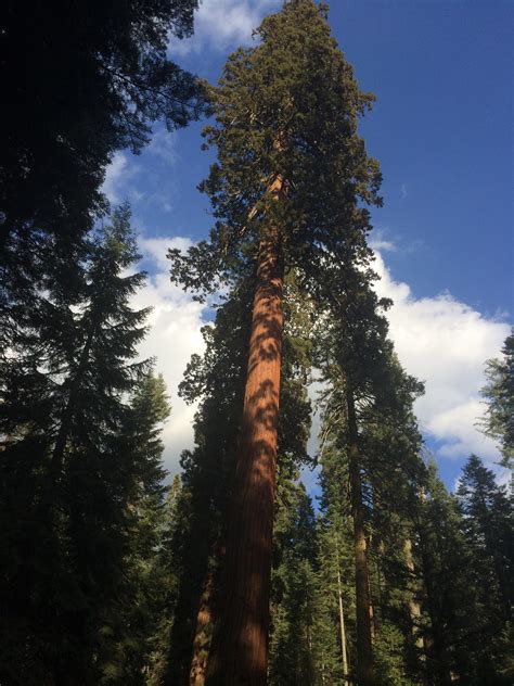 Redwood Trees In Yosemite Yosemite