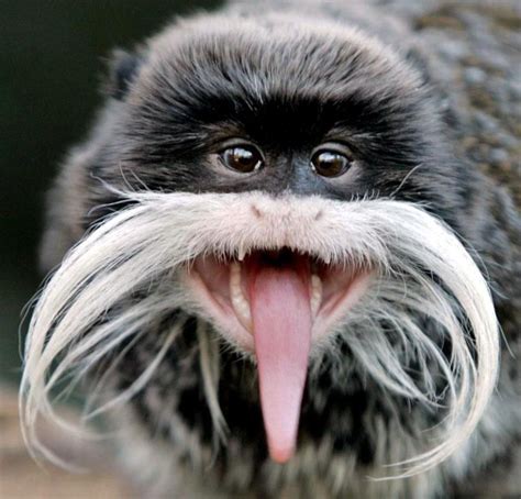 15+ Mustache monkey information