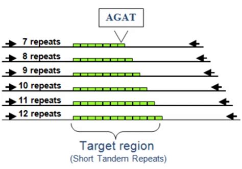 What is human STR DNA profiling? | Cell Line Authentication