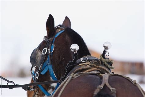 "A Draft Horse In Harness" by Stocksy Contributor "Tana Teel" - Stocksy