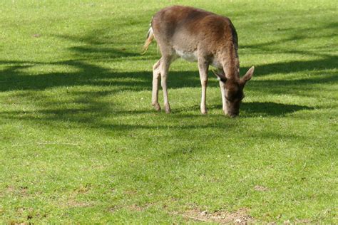 Damwild Im Gr Flichen Park Bad Driburg Rainer Blankermann Flickr