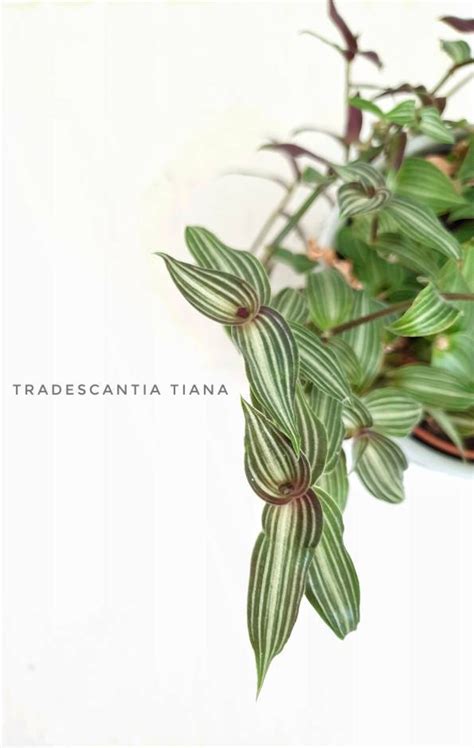 Tradescantia Variety Tiana Velvet Hill Pallida Nanouk Etsy