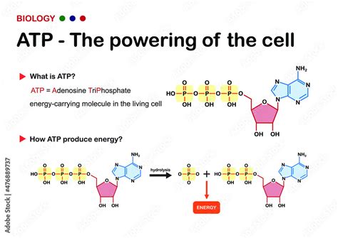 Biology Diagram Show ATP Adenosine Triphosphate An Energy Carrier