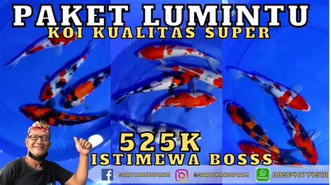 Paket Ikan Koi Super Mantap Layak Dibesarkan Harga Murah Meriah