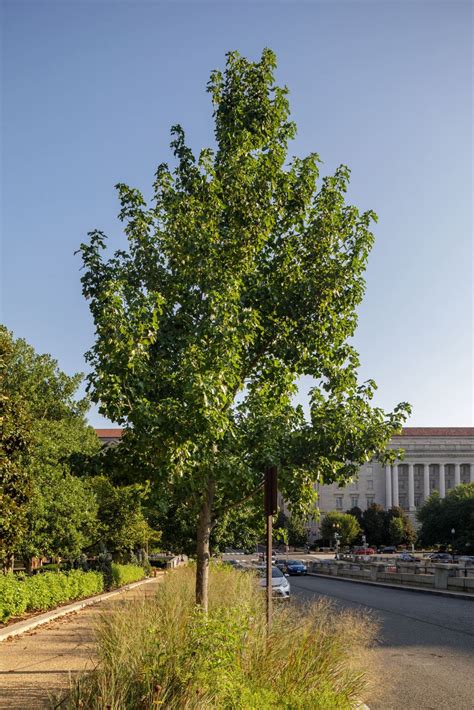 Liquidambar Styraciflua Rotundiloba Roundleaf Sweetgum