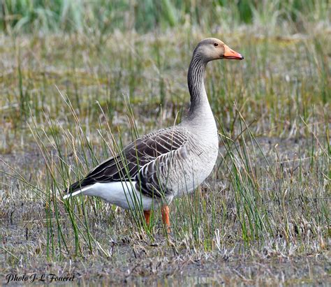 Oie cendrée Anser anser Greylag Goose L oie cendrée Flickr