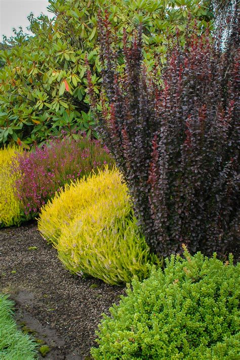 Helmond Pillar Barberry Shrubs For Sale The Tree Center™