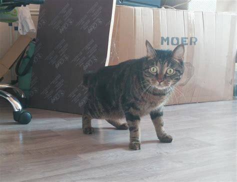 Близкое знакомство кота с электричеством