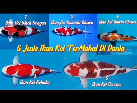 Jenis Ikan Koi Termahal Di Dunia Youtube