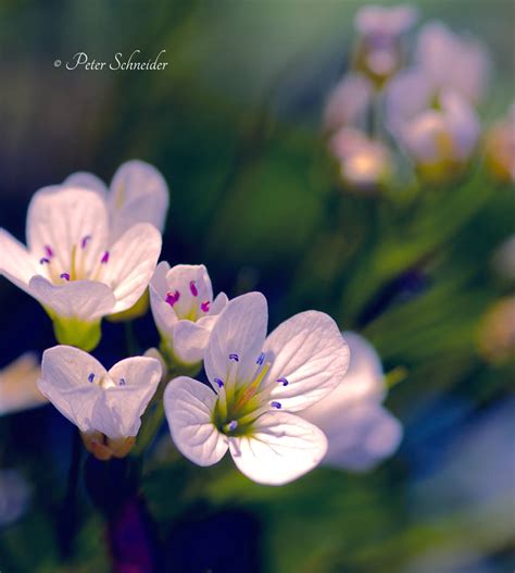 Meadow Detail Iv By Phototubby On Deviantart