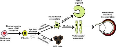 Generation Of Transplantable Retinal Photoreceptors From A Current Good