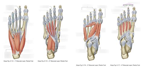 Foot Muscles Diagram | Quizlet