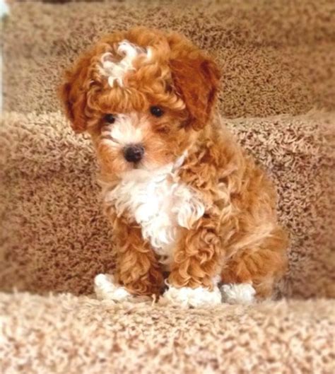 Red Maltipoo Maltipoo