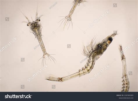 shrimp zoea stage mysis stage vannamei stock photo