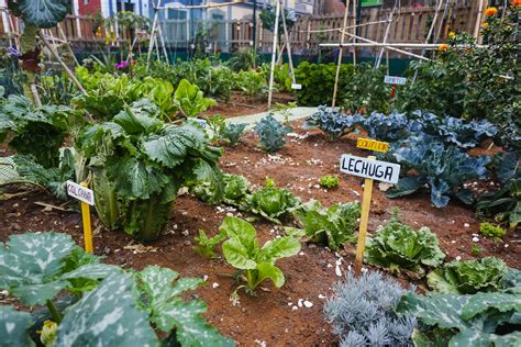 El Ayuntamiento Imparte Técnicas De Agricultura Ecológica A Los