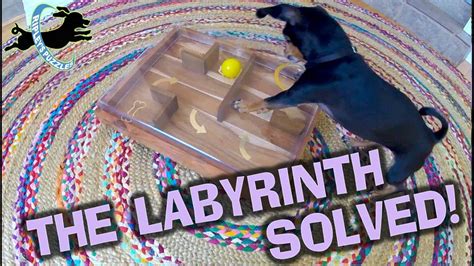 Easy Diy Dog Puzzles - Diy Dog Puzzle Takes Less Than 5 Minutes To Make ...