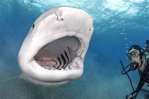 Shark Pictures Brave Divers Get Up Close And Personal With Deadly Tiger Sharks Mirror Online