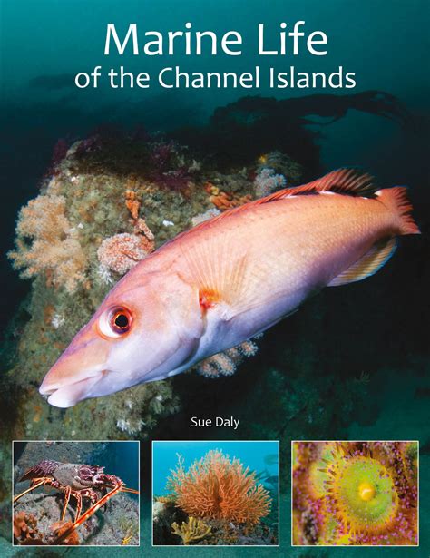 Marine Life of the Channel Islands — Bouley Bay Dive Centre