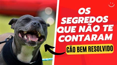 Curso Cão Bem Resolvido é Bom REVELEI TUDO PRA VOCÊ Curso Cão Bem