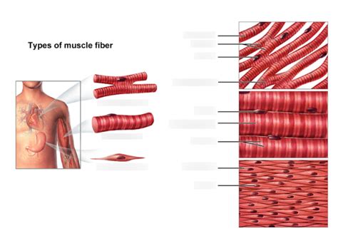 Muscle Fiber Type Diagram | Quizlet