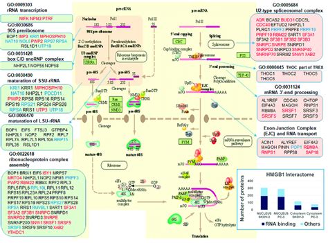 Mapping Of Hmgb Interactome To The Rna Processing And Export Pathways