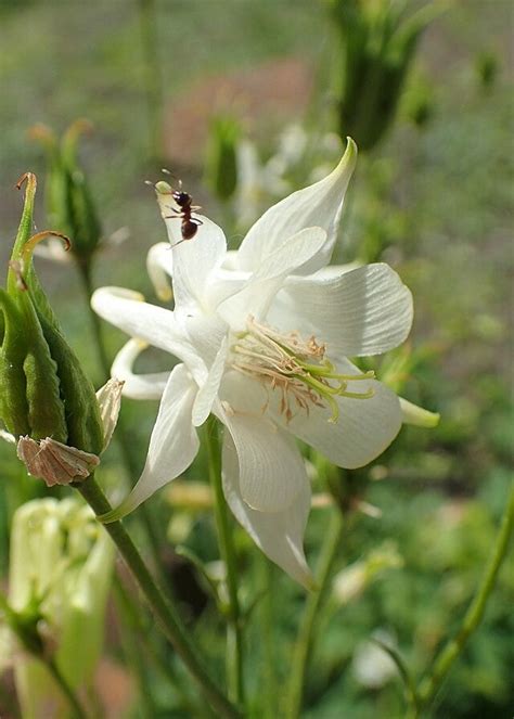 Akelei White Barlow Aquilegia Vulgaris White Barlow Zaden