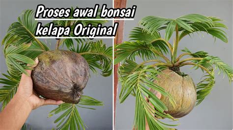 CARA AWAL MEMBUAT BONSAI KELAPA ORI AKAR TIDAK TEMBUS YouTube