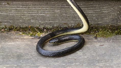 Our Pest Control Expert Shares The Best Way To Get Rid Of Snakes Under