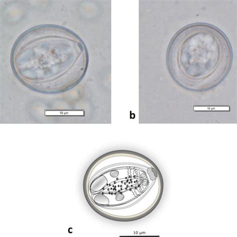 E Zuernii Sporulated Oocyst X800 Containing Four Sporocysts Each