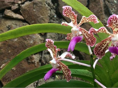 Vanda Orchids: Types, How to Grow and Care | Florgeous