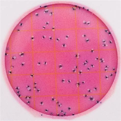 CRM For Petrifilm E Coli Coliform Count Plate Alternative Method For