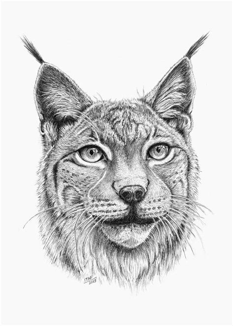 Lynx Portrait Drawing By Iren Faerevaag Pixels