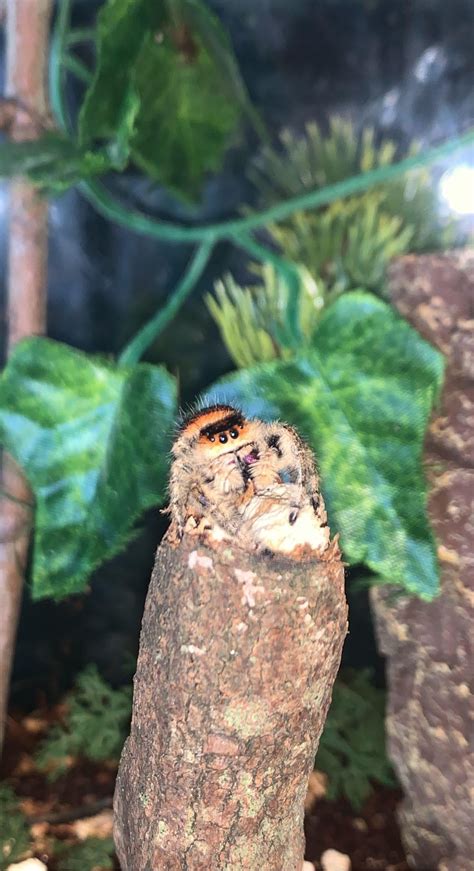 Today I Made The Teeniest Tiniest Friend R Jumpingspiders