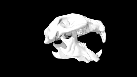 Rigged Rat Skull 3d Model Turbosquid 1859085