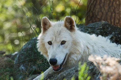 Le Photoblog à Niko: Le Loup Blanc