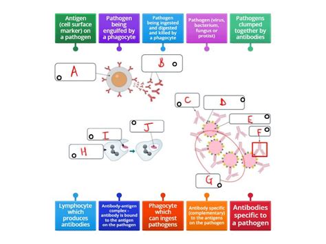 How The Immune System Responds To Disease Using White Blood Cells