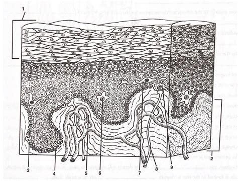 Epidermis Diagram | Quizlet