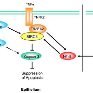 Survival Pathways Associated With The Li Fraumeni Mutated Tp