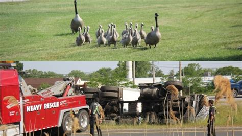 Charge Laid After Multi Vehicle Collision Caused By Geese Crossing E C