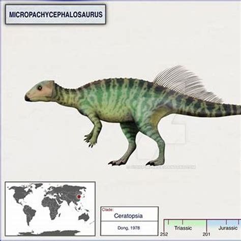 Where Did The Micropachycephalosaurus Eat Diy Seattle