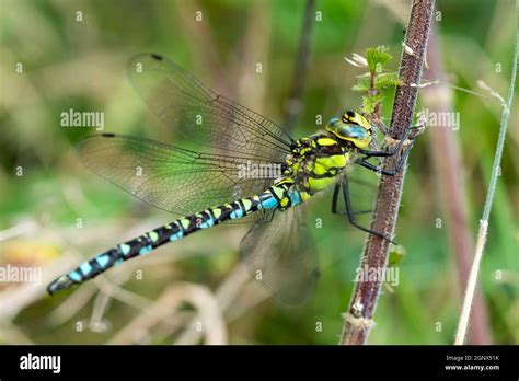 Southern Hawker Dragonfly Aeshna Cyanea Male In Autumn Stock Photo