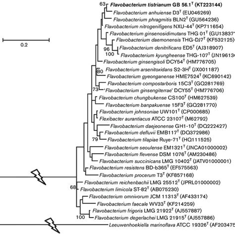 Phylogenetic Tree Based On 16s Rrna Gene Sequences Reconstructed Download Scientific Diagram