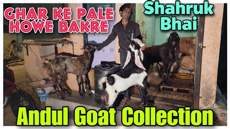 Ghar Ke Pale Howe Andul Bakre Shahrukh Bhai Andul Goat Collection In