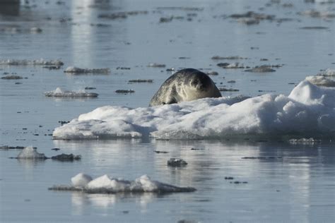 The Most Important Seal Species In The Arctic And Antarctic Seaice