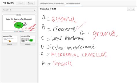 Chloroplast Diagram | PDF