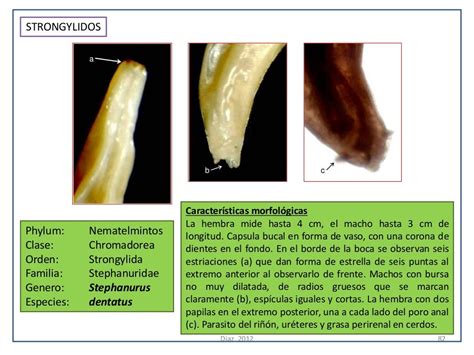 Atlas De Parasitologia Veterinaria