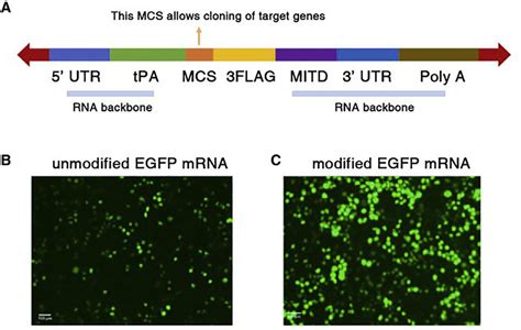 Improved Expression Of Egfp From Basemodified Mrna A The Key Elements