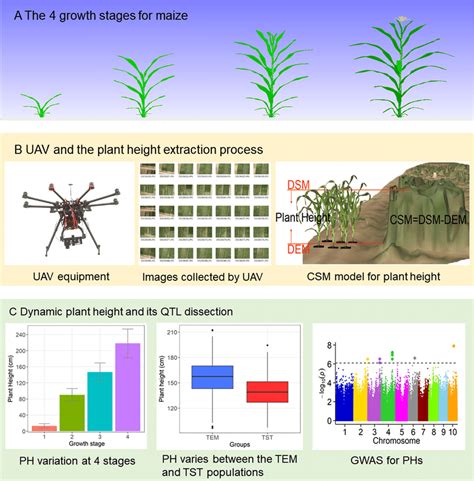 Field High Throughput Phenotyping For Plant Height A Digitally